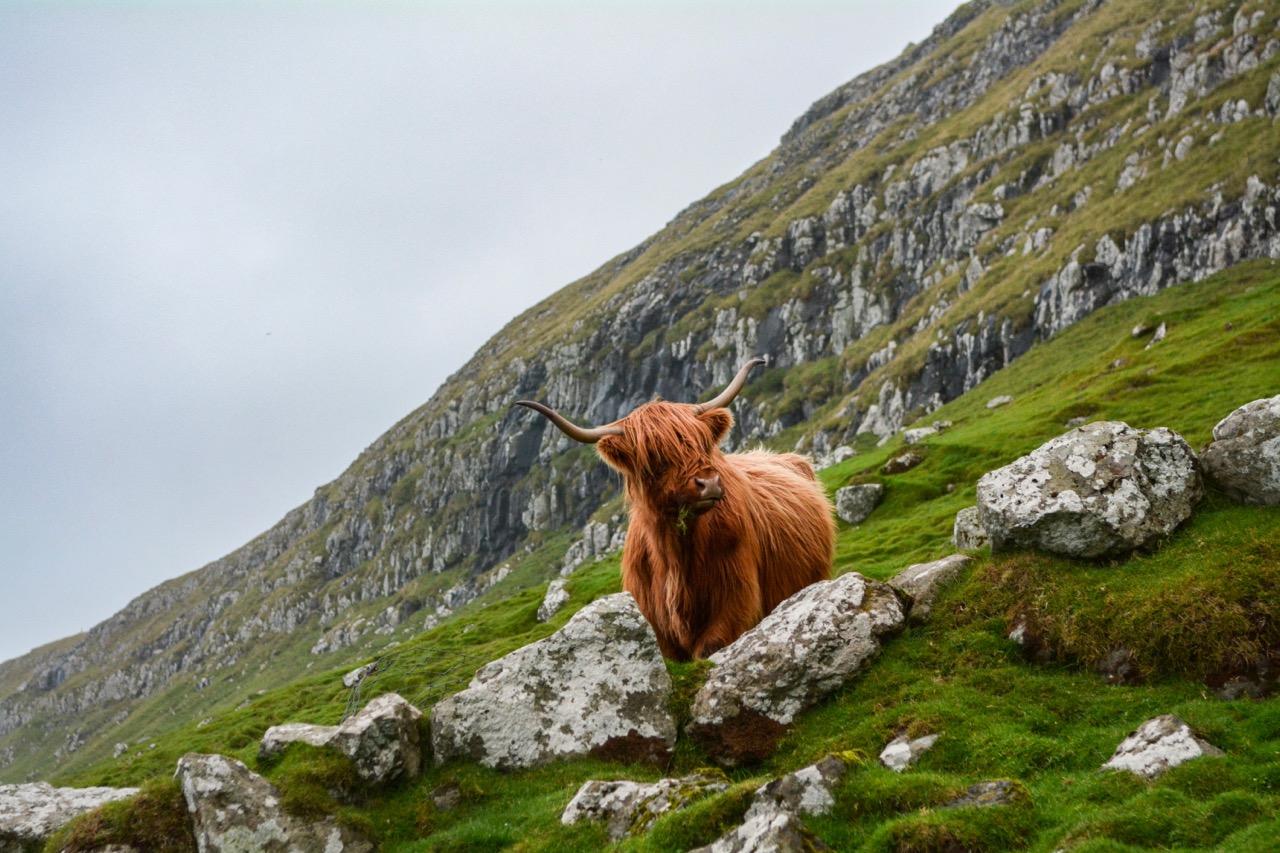 &Eacute;cosse - Highlands et Vache des Highlands