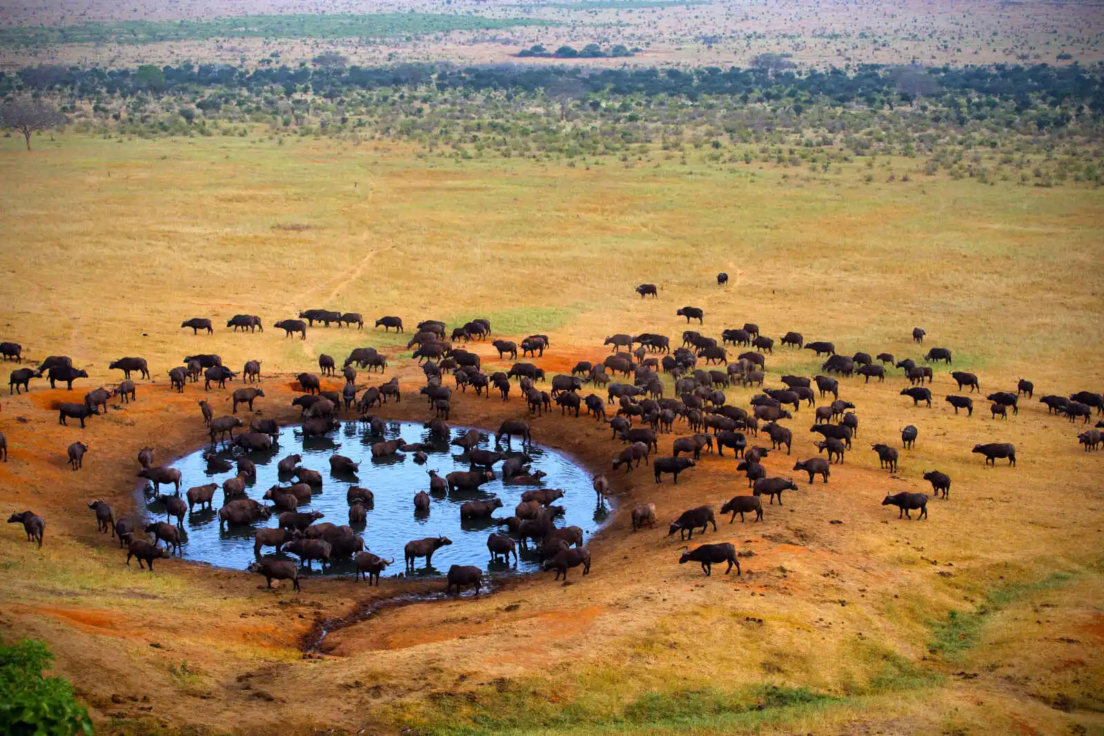 Safari Afrique du Sud
