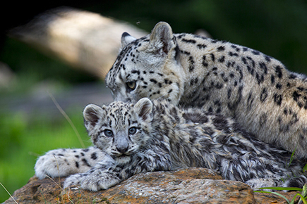 APAS-BTP - ZooParc de Beauval