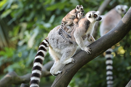 APAS-BTP - ZooParc de Beauval