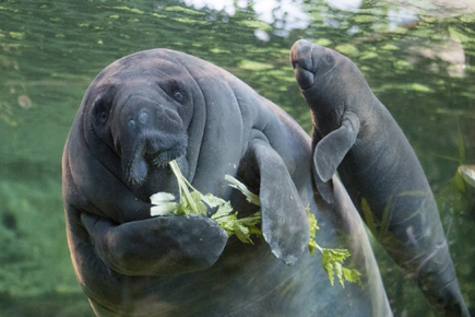 APAS-BTP - ZooParc de Beauval