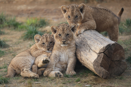 APAS-BTP Zooparc de Beauval