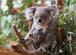 APAS-BTP - ZooParc de Beauval
